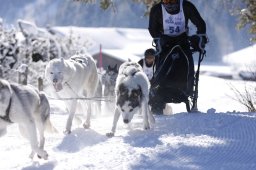 Lenk 2013